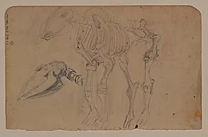 Skitser af dyreskelet by Niels Larsen Stevns