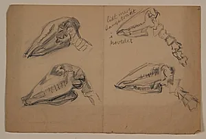 Skitser af dyreskeletter by Niels Larsen Stevns