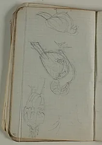 Skitser af fugle. Farveangivelser by Niels Larsen Stevns