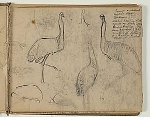 Skitser af fugle; hovedsaglig emuer. Notat by Niels Larsen Stevns