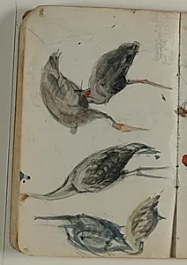 Skitser af traner. Farveangivelse by Niels Larsen Stevns
