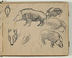 Skitser af vildsvin. Notat by Niels Larsen Stevns
