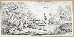 Skovskaden (Garrulus) by Albert Flamen