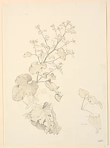 Skræppeplanter. by P.C. Skovgaard