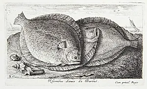 Slethvarre (Rhombus Laeuis) by Albert Flamen