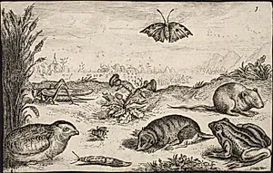 Smådyr og insekter: Græshoppe, sommerfugl, markmus, agerhøne, bi, snegl, muldvarp og frø by Ubekendt