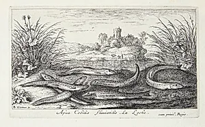 Smerlingen (Apua Cobitus fluuiatilis) by Albert Flamen