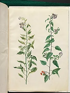 Solanum dulcamara (bittersød natskygge) by Hans Simon Holtzbecker