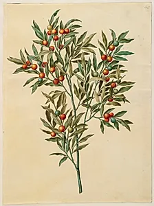 Solanum pseudocapsicum (jerusalem-koralbær) by Hans Simon Holtzbecker