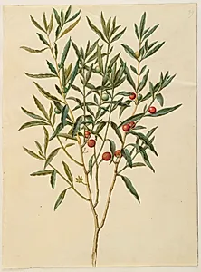 Solanum pseudocapsicum (jerusalem-koralbær) by Hans Simon Holtzbecker