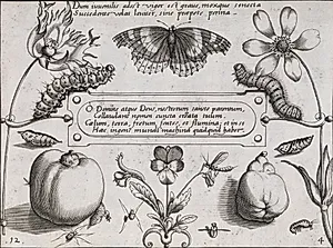 Sommerfuglelarver, sommerfugl, pære m.m. by Jacob Hoefnagel