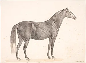 Sort hest by Christian David Gebauer