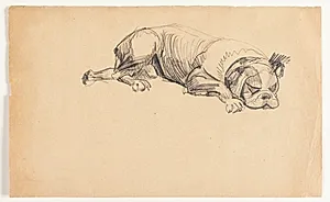 Sovende hund
