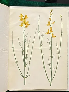 Spartium junceum (spartium) by Hans Simon Holtzbecker