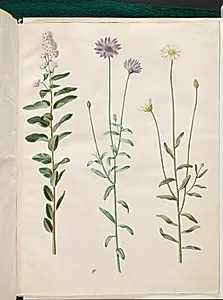 Spiraea salicifolia (pilebladet spiræa); Catananche caerulea (blå rasleblomst) by Hans Simon Holtzbecker