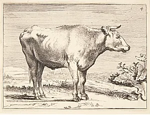Stående stud, vendt mod højre by Ubekendt