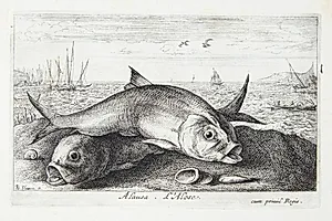 Stavsild (Alausa) by Albert Flamen