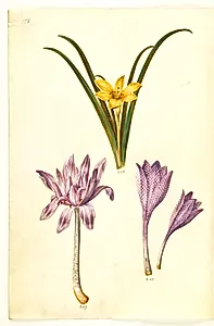 Sternbergia lutea (almindelig sternbergia); Colchicum autumnale (høst-tidløs); Colchicum variegatum (plettet tidløs) by Hans Simon Holtzbecker