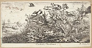 Stillidsen (Carduëlis) by Albert Flamen