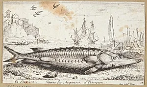 Stør (Sturio siue Acipenser) by Albert Flamen