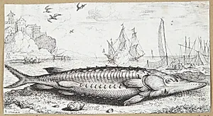 Stør (Sturio siue Acipenser) by Albert Flamen