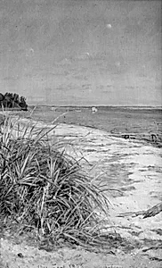 Strandparti ved Vedbæk