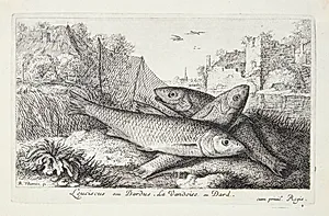 Strømskalle (Leuciscis seu Dardus) by Albert Flamen