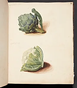 Studie af artiskok og blomkålshoved