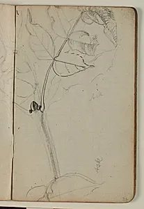 Studie af ask by Niels Larsen Stevns