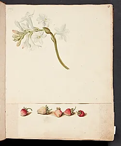 Studie af blomst og jordbær by Johanna Fosie