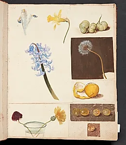 Studie af blomster, frugter og grønne tomater by Johanna Fosie