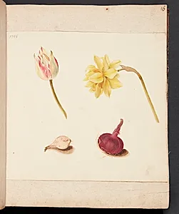 Studie af blomster og løg by Johanna Fosie