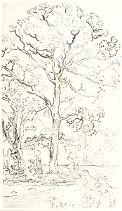 Studie af egetræer by Dankvart Dreyer