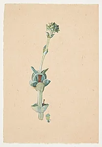 Studie af en blomst