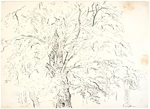 Studie af en mægtig trækrone by Dankvart Dreyer
