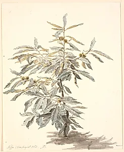 Studie af et lille kastanjetræ by P.C. Skovgaard