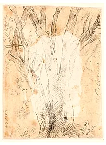 Studie af et træ og blomster by Ciro Ferri