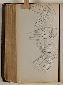 Studie af grib, set bagfra by Niels Larsen Stevns