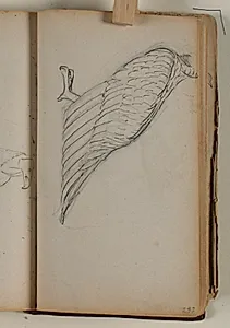 Studie af grib by Niels Larsen Stevns