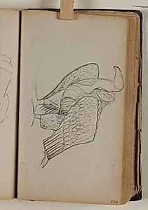 Studie af grib by Niels Larsen Stevns