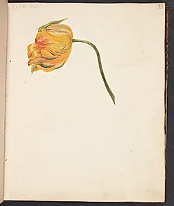 Studie af gul tulipan