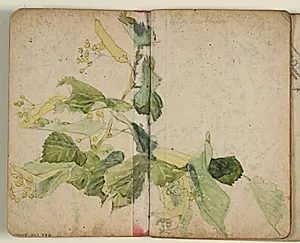 Studie af lindetræsblomster by Niels Larsen Stevns