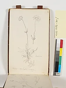 Studie af løvværk by P.C. Skovgaard