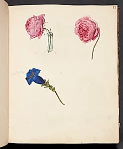 Studie af lyserød rose og blå blomst