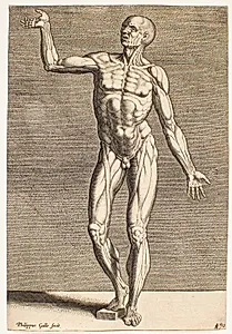 Studie af menneskefigur med blotlagte sener og muskler, set forfra by Philips Galle