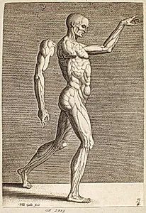 Studie af menneskefigur med blotlagte sener og muskler, vendt mod højre by Philips Galle