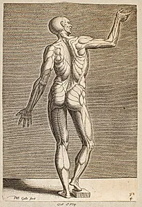 Studie af menneskefigur med blotlagte sener og muskler, set bagfra by Philips Galle