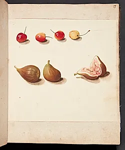 Studie af moreller og figner by Johanna Fosie