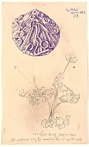 Studie af muslingeskal og en plante by Joakim Skovgaard