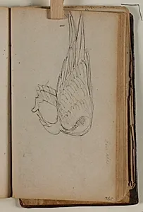 Studie af ørn, der æder by Niels Larsen Stevns